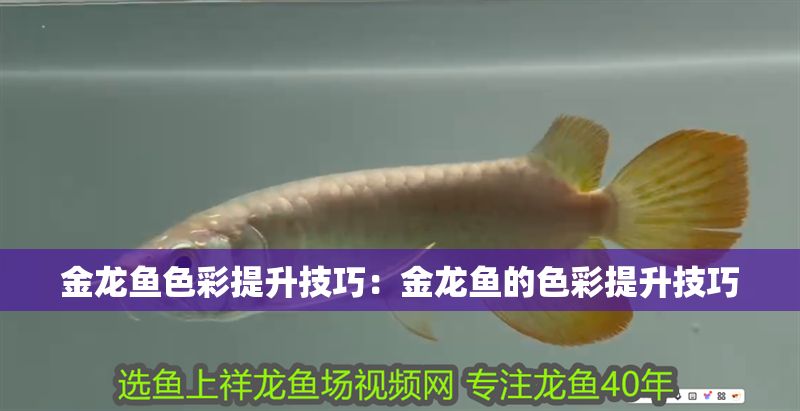 金龍魚色彩提升技巧：金龍魚的色彩提升技巧