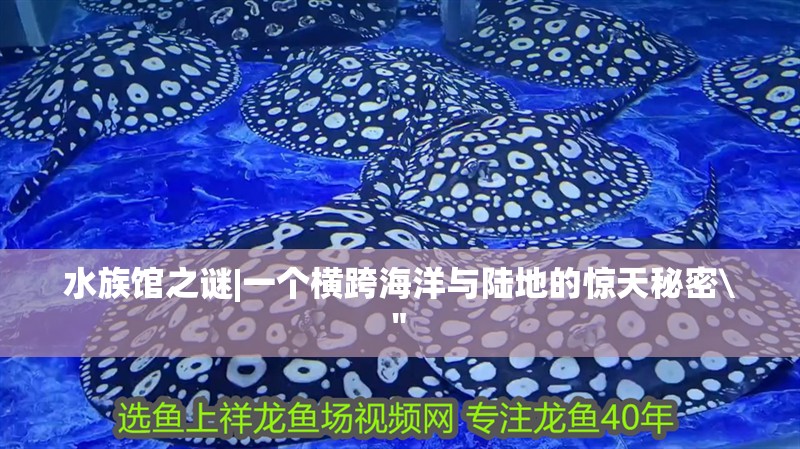 水族館之謎|一個(gè)橫跨海洋與陸地的驚天秘密 水族館之謎|一個(gè)橫跨海洋與陸地的驚天秘密\