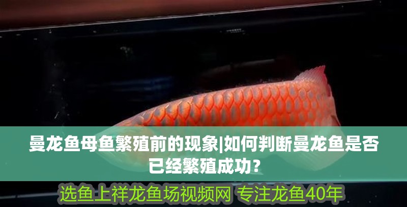 曼龍魚母魚繁殖前的現象|如何判斷曼龍魚是否已經繁殖成功？ 曼龍魚母魚繁殖前的現象|如何判斷曼龍魚是否已經繁殖成功？ 水族問答