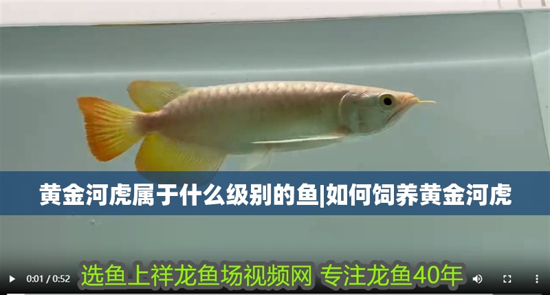 黃金河虎屬于什么級別的魚|如何飼養黃金河虎