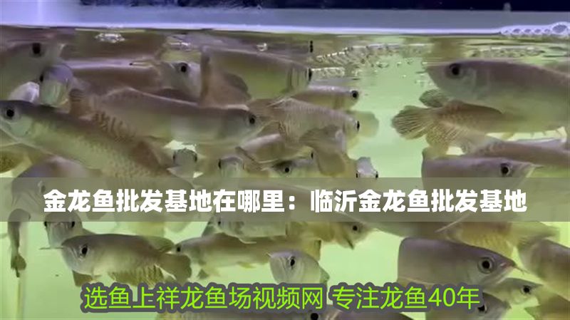 金龍魚批發(fā)基地在哪里：臨沂金龍魚批發(fā)基地