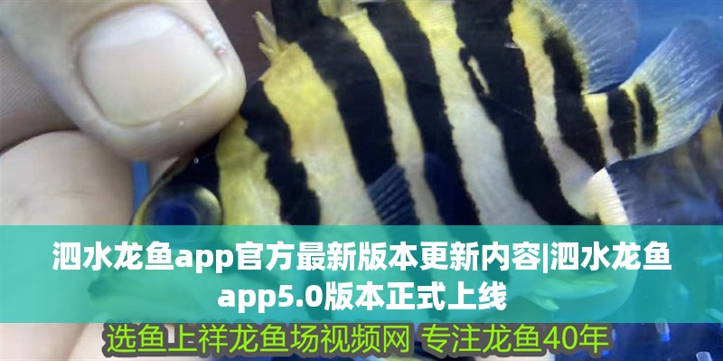 泗水龍魚app官方最新版本更新內容|泗水龍魚app5.0版本正式上線