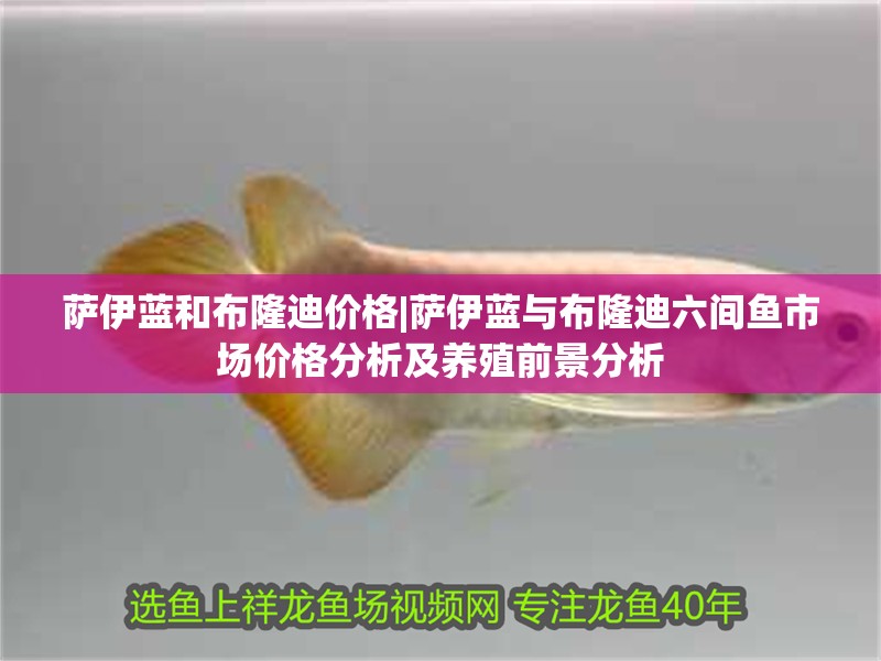 薩伊藍和布隆迪價格|薩伊藍與布隆迪六間魚市場價格分析及養(yǎng)殖前景分析