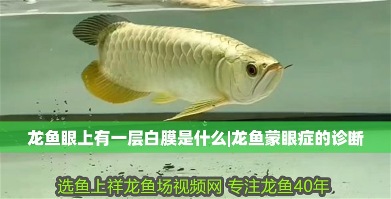 龍魚眼上有一層白膜是什么|龍魚蒙眼癥的診斷