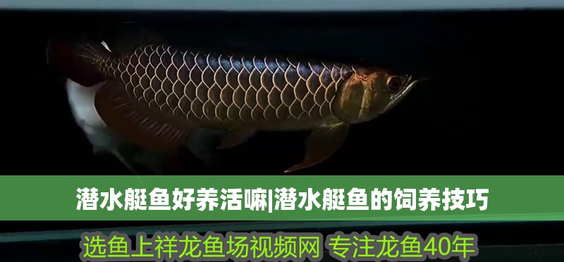 潛水艇魚好養(yǎng)活嘛|潛水艇魚的飼養(yǎng)技巧 潛水艇魚好養(yǎng)活嘛|潛水艇魚的飼養(yǎng)技巧 龍魚論壇