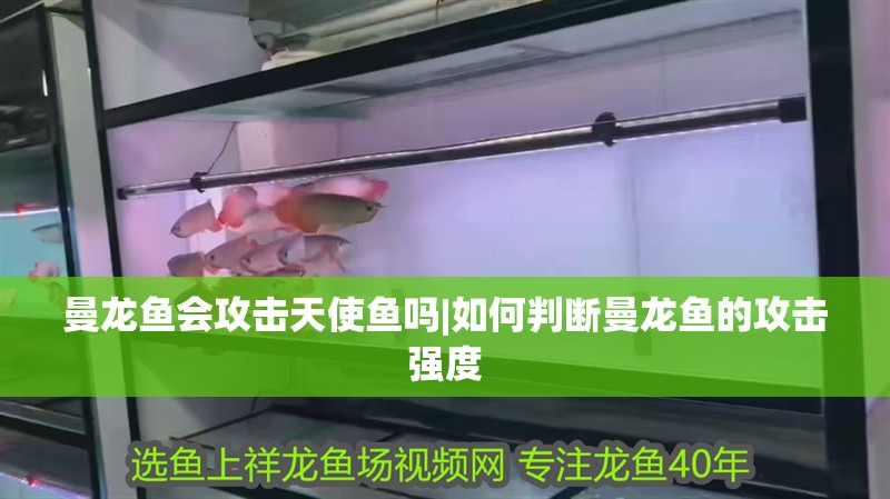 曼龍魚會攻擊天使魚嗎|如何判斷曼龍魚的攻擊強度 曼龍魚會攻擊天使魚嗎|如何判斷曼龍魚的攻擊強度 水族問答