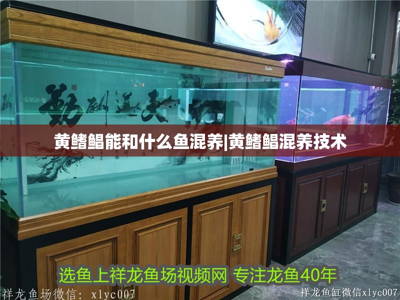 黃鰭鯧能和什么魚混養(yǎng)|黃鰭鯧混養(yǎng)技術(shù) 黃鰭鯧能和什么魚混養(yǎng)|黃鰭鯧混養(yǎng)技術(shù) 龍魚論壇