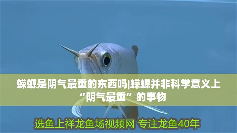 蠑螈是陰氣最重的東西嗎|蠑螈并非科學(xué)意義上“陰氣最重”的事物