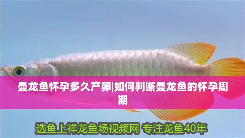 曼龍魚懷孕多久產卵|如何判斷曼龍魚的懷孕周期