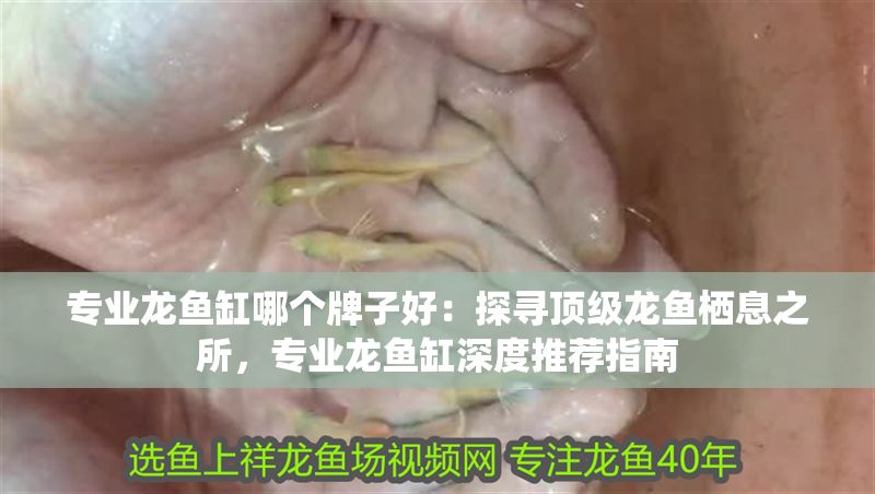 專業龍魚缸哪個牌子好：探尋頂級龍魚棲息之所，專業龍魚缸深度推薦指南