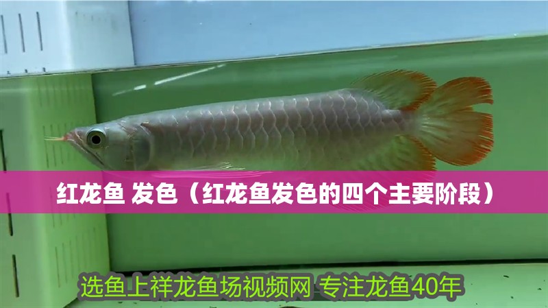 魚缸過濾器選購指南:自制魚缸過濾器魚缸上置過濾器對于養魚愛好者的必備知識 紅龍魚 發色(紅龍魚發色的四個主要階段) 龍魚百科 紅龍魚 發色(紅龍魚發色的四個主要階段) 紅龍魚 發色(紅龍魚發色的四個主要階段) 龍魚百科