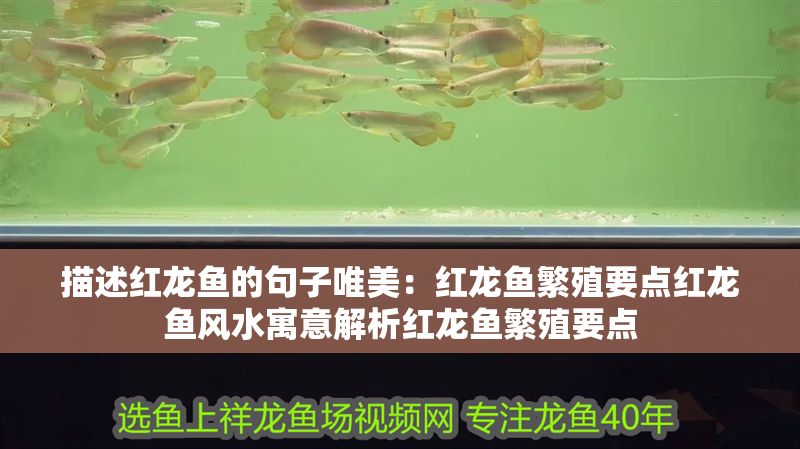 描述紅龍魚的句子唯美：紅龍魚繁殖要點紅龍魚風水寓意解析紅龍魚繁殖要點