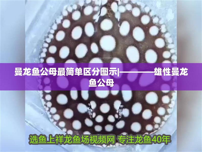 曼龍魚公母最簡單區(qū)分圖示|————雄性曼龍魚公母