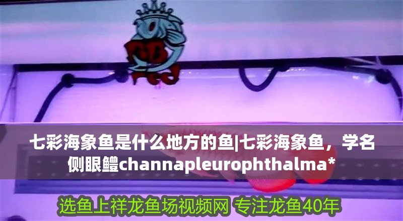 七彩海象魚是什么地方的魚|七彩海象魚，學名側眼鱧channapleurophthalma*