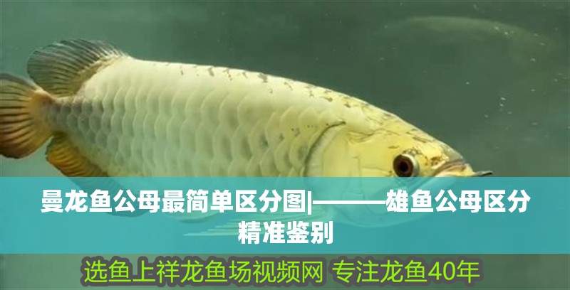 曼龍魚公母最簡單區(qū)分圖|———雄魚公母區(qū)分精準鑒別