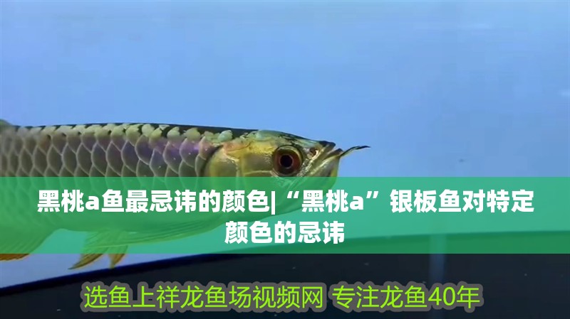 黑桃a魚最忌諱的顏色|“黑桃a”銀板魚對特定顏色的忌諱