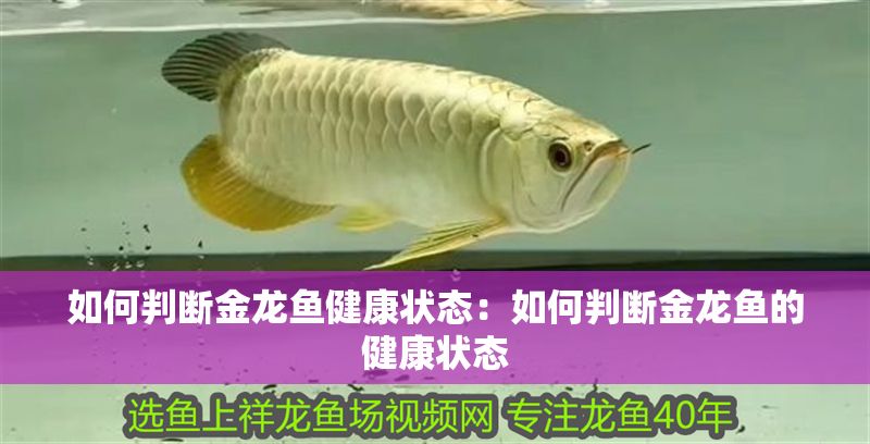 如何判斷金龍魚健康狀態:如何判斷金龍魚的健康狀態 金龍魚百科 第2張 如何判斷金龍魚健康狀態:如何判斷金龍魚的健康狀態 如何判斷金龍魚健康狀態:如何判斷金龍魚的健康狀態 金龍魚百科 第2張