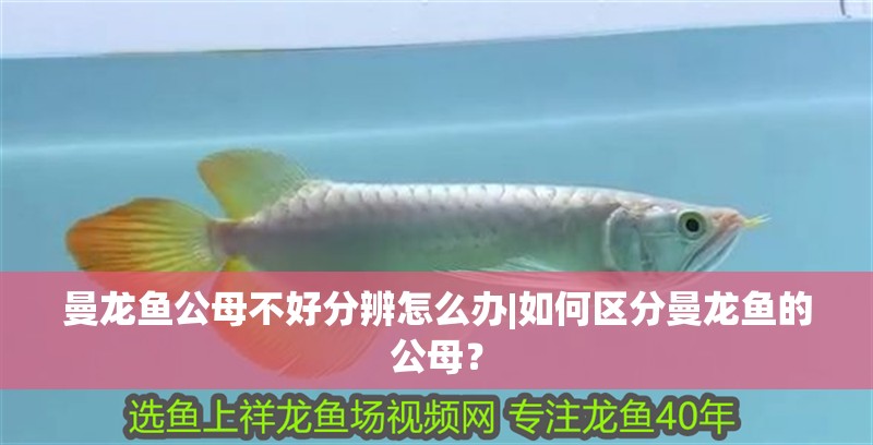 曼龍魚公母不好分辨怎么辦|如何區(qū)分曼龍魚的公母？