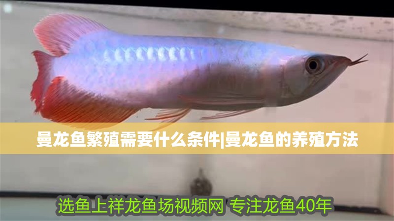 曼龍魚繁殖需要什么條件|曼龍魚的養殖方法