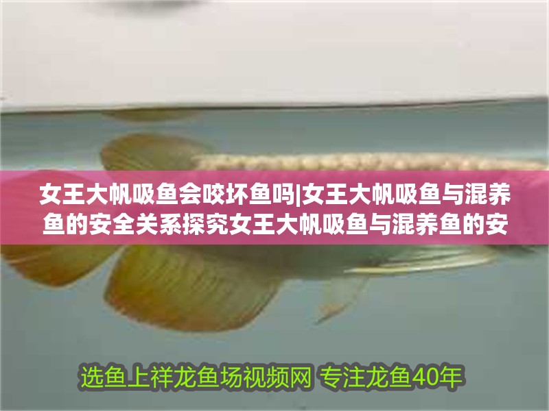 女王大帆吸魚會咬壞魚嗎|女王大帆吸魚與混養魚的安全關系探究女王大帆吸魚與混養魚的安全關系 女王大帆吸魚會咬壞魚嗎|女王大帆吸魚與混養魚的安全關系探究女王大帆吸魚與混養魚的安全關系 龍魚論壇