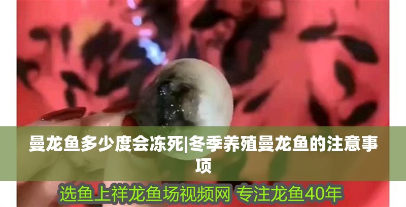 曼龍魚多少度會凍死|冬季養殖曼龍魚的注意事項