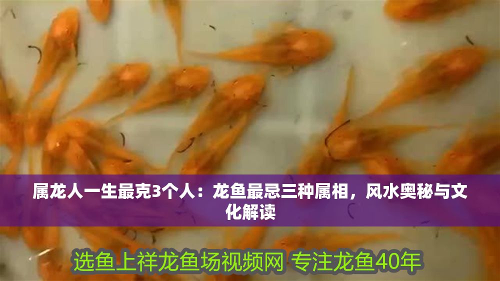 屬龍人一生最克3個人：龍魚最忌三種屬相，風水奧秘與文化解讀
