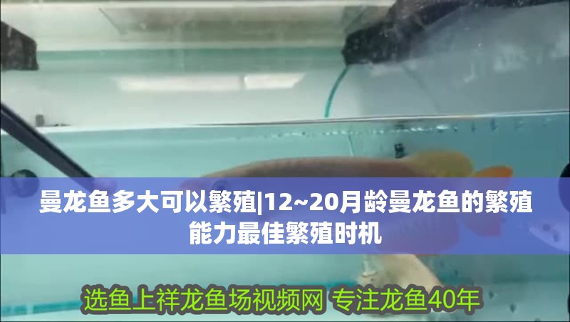 曼龍魚多大可以繁殖|12~20月齡曼龍魚的繁殖能力最佳繁殖時機(jī)