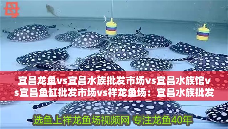 宜昌龍魚vs宜昌水族批發市場vs宜昌水族館vs宜昌魚缸批發市場vs祥龍魚場：宜昌水族批發市場價格對比祥龍魚場口碑評價