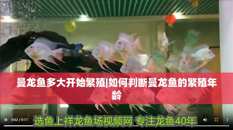曼龍魚多大開始繁殖|如何判斷曼龍魚的繁殖年齡