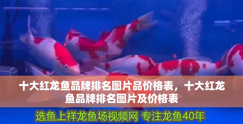 十大紅龍魚品牌排名圖片品價格表，十大紅龍魚品牌排名圖片及價格表