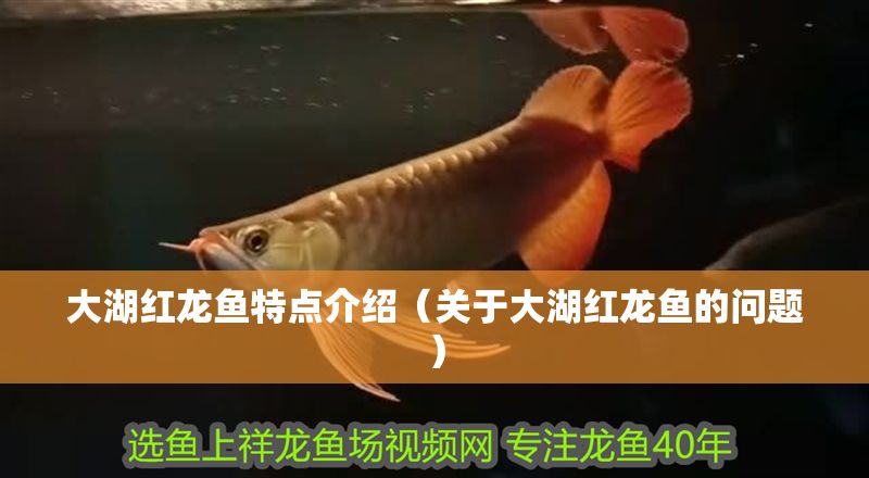 大湖紅龍魚特點介紹（關于大湖紅龍魚的問題） 大湖紅龍魚特點介紹（關于大湖紅龍魚的問題） 大湖紅龍魚百科 第1張