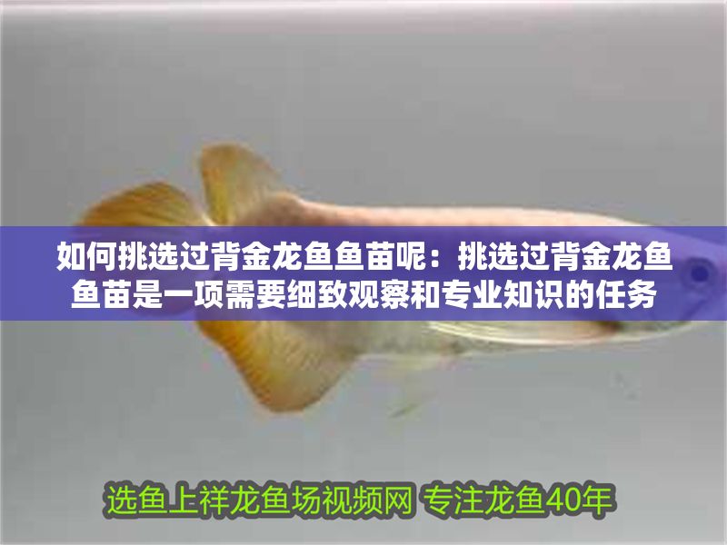 如何挑選過背金龍魚魚苗呢：挑選過背金龍魚魚苗是一項需要細致觀察和專業(yè)知識的任務(wù)