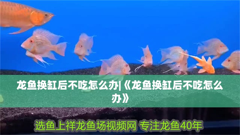 龍魚換缸后不吃怎么辦|《龍魚換缸后不吃怎么辦》 龍魚換缸后不吃怎么辦|《龍魚換缸后不吃怎么辦》 龍魚論壇