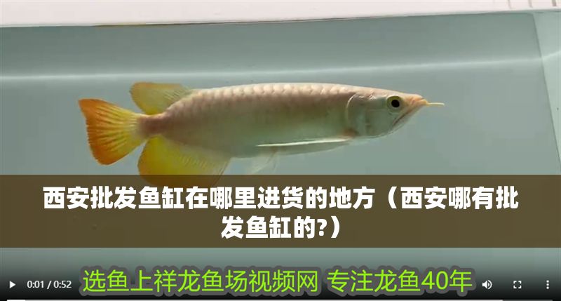 西安批發(fā)魚缸在哪里進(jìn)貨的地方(西安哪有批發(fā)魚缸的?) 元寶鳳凰魚百科 第1張 西安批發(fā)魚缸在哪里進(jìn)貨的地方(西安哪有批發(fā)魚缸的?) 西安批發(fā)魚缸在哪里進(jìn)貨的地方(西安哪有批發(fā)魚缸的?) 元寶鳳凰魚百科 第1張