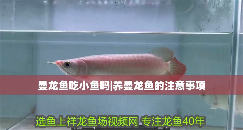 曼龍魚吃小魚嗎|養(yǎng)曼龍魚的注意事項 曼龍魚吃小魚嗎|養(yǎng)曼龍魚的注意事項 水族問答