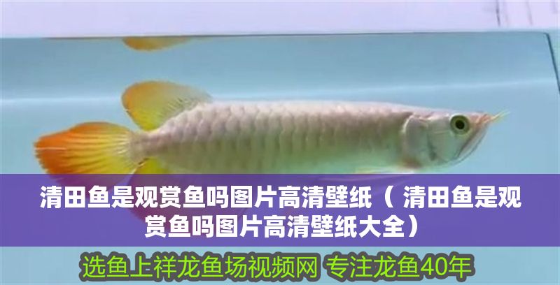 清田魚是觀賞魚嗎圖片高清壁紙（ 清田魚是觀賞魚嗎圖片高清壁紙大全）