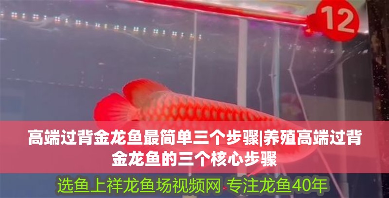 高端過背金龍魚最簡單三個步驟|養殖高端過背金龍魚的三個核心步驟