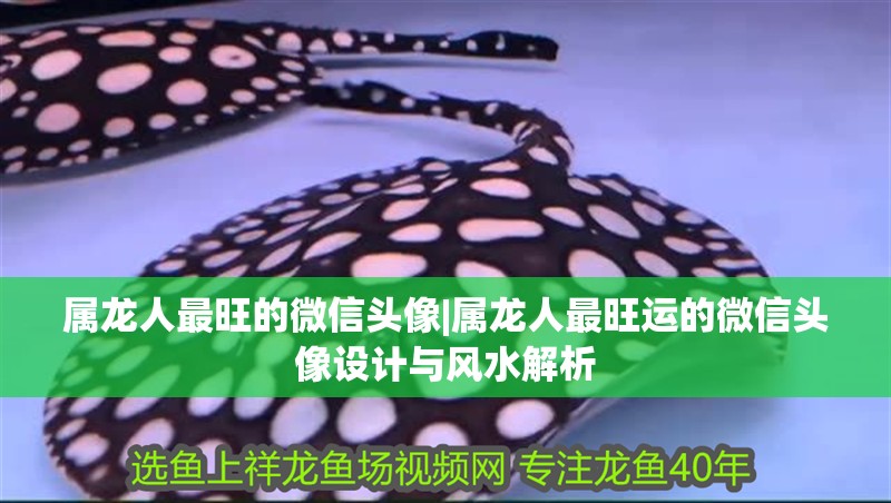 屬龍人最旺的微信頭像|屬龍人最旺運的微信頭像設計與風水解析