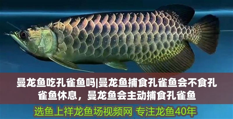魚缸過濾器選購指南:自制魚缸過濾器魚缸上置過濾器對于養魚愛好者的必備知識 曼龍魚吃孔雀魚嗎|曼龍魚捕食孔雀魚會不食孔雀魚休息,曼龍魚會主動捕食孔雀魚 水族問答 曼龍魚吃孔雀魚嗎|曼龍魚捕食孔雀魚會不食孔雀魚休息,曼龍魚會主動捕食孔雀魚 曼龍魚吃孔雀魚嗎|曼龍魚捕食孔雀魚會不食孔雀魚休息,曼龍魚會主動捕食孔雀魚 水族問答