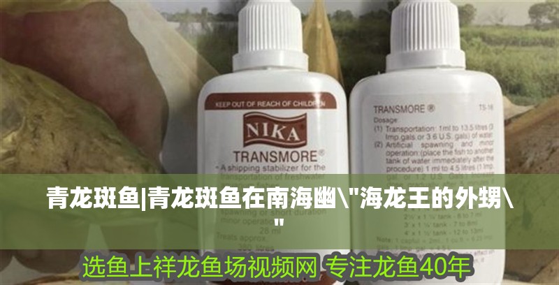 青龍斑魚|青龍斑魚在南海幽\