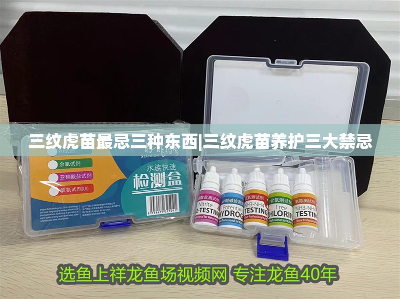 三紋虎苗最忌三種東西|三紋虎苗養護三大禁忌