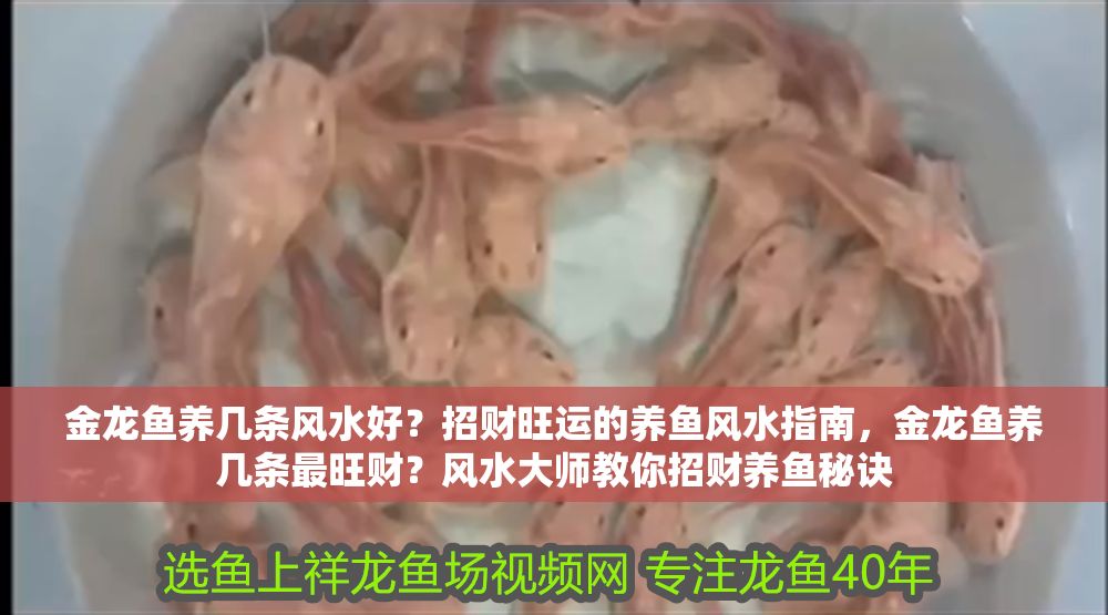 金龍魚養(yǎng)幾條風(fēng)水好？招財旺運的養(yǎng)魚風(fēng)水指南，金龍魚養(yǎng)幾條最旺財？風(fēng)水大師教你招財養(yǎng)魚秘訣