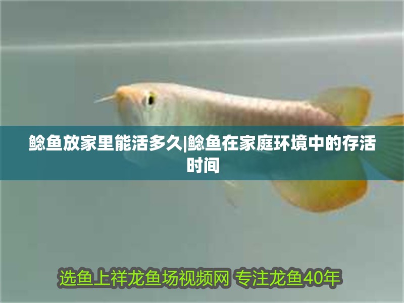 鯰魚放家里能活多久|鯰魚在家庭環(huán)境中的存活時間