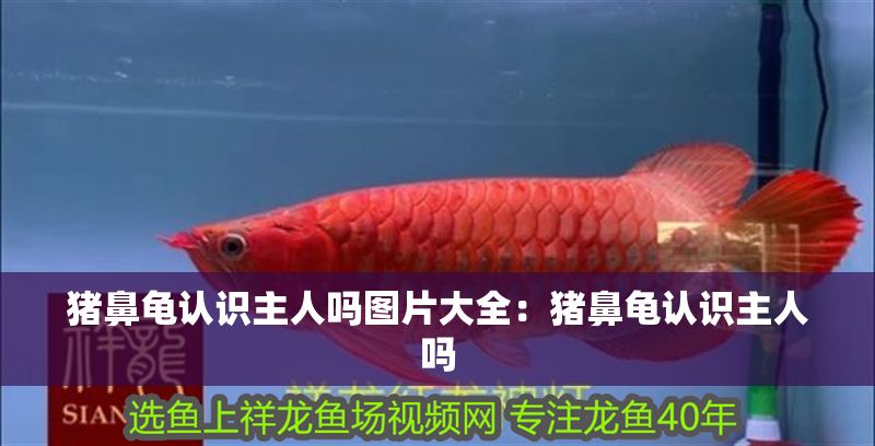 豬鼻龜認識主人嗎圖片大全：豬鼻龜認識主人嗎 豬鼻龜認識主人嗎圖片大全：豬鼻龜認識主人嗎 豬鼻龜百科 第1張