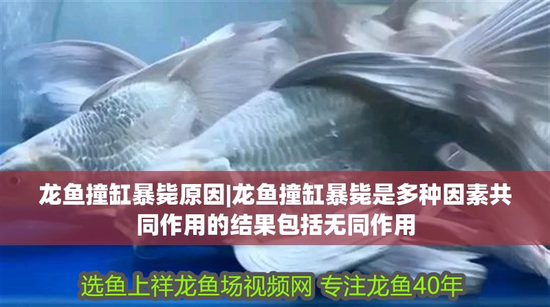 龍魚撞缸暴斃原因|龍魚撞缸暴斃是多種因素共同作用的結果包括無同作用