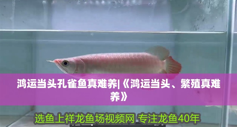 鴻運當頭孔雀魚真難養|《鴻運當頭、繁殖真難養》