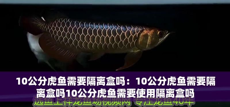 10公分虎魚需要隔離盒嗎：10公分虎魚需要隔離盒嗎10公分虎魚需要使用隔離盒嗎 10公分虎魚需要隔離盒嗎：10公分虎魚需要隔離盒嗎10公分虎魚需要使用隔離盒嗎 虎魚百科 第2張