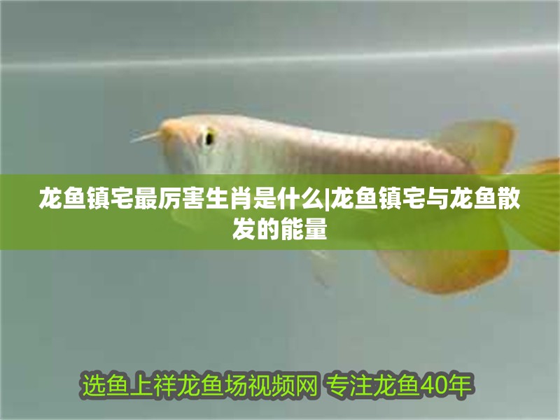 龍魚鎮宅最厲害生肖是什么|龍魚鎮宅與龍魚散發的能量 龍魚鎮宅最厲害生肖是什么|龍魚鎮宅與龍魚散發的能量 水族問答