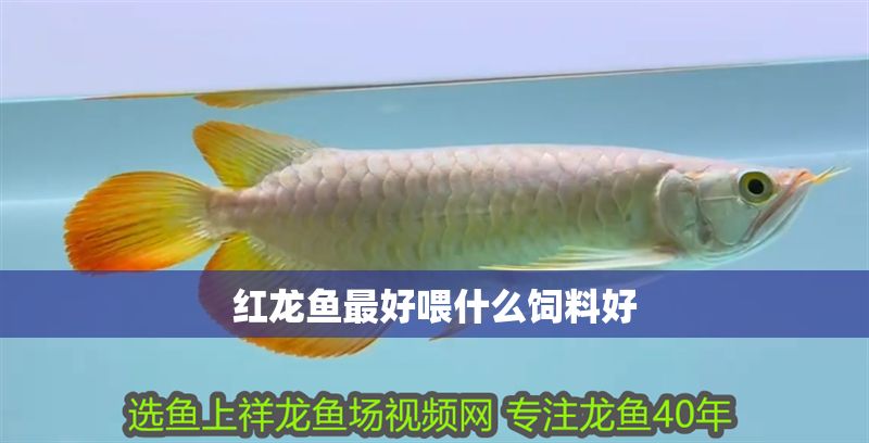 紅龍魚最好喂什么飼料好
