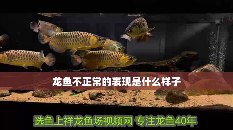 龍魚不正常的表現是什么樣子